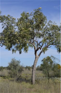 APII jpeg image of Corymbia terminalis  © contact APII