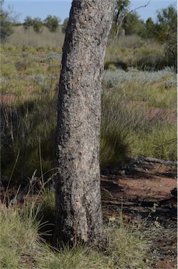 APII jpeg image of Corymbia terminalis  © contact APII