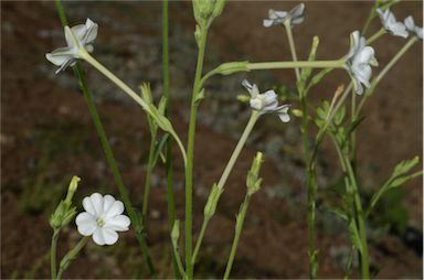 APII jpeg image of Nicotiana megalosiphon subsp. megalosiphon  © contact APII