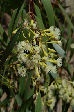 APII jpeg image of Eucalyptus ochrophloia  © contact APII