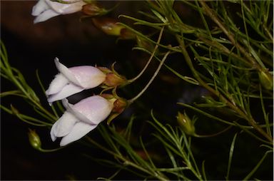 APII jpeg image of Eremophila linsmithii  © contact APII