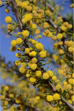 APII jpeg image of Acacia tetragonophylla  © contact APII