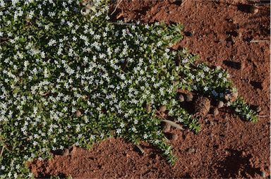 APII jpeg image of Lobelia darlingensis  © contact APII