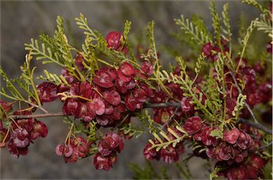 APII jpeg image of Dodonaea sinuolata subsp. acrodentata  © contact APII