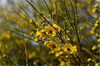 APII jpeg image of Senna artemisioides subsp. filifolia  © contact APII