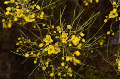 APII jpeg image of Senna artemisioides subsp. filifolia  © contact APII