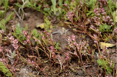 APII jpeg image of Polygonum plebeium  © contact APII