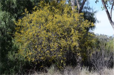 APII jpeg image of Acacia colletioides  © contact APII