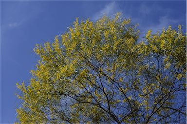 APII jpeg image of Acacia doratoxylon  © contact APII