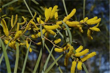 APII jpeg image of Acacia doratoxylon  © contact APII