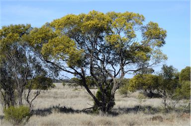 APII jpeg image of Acacia homalophylla  © contact APII