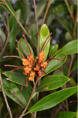 APII jpeg image of Grevillea 'Orange Marmalade'  © contact APII