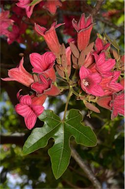 APII jpeg image of Brachychiton discolor x bidwillii  © contact APII