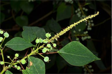 APII jpeg image of Homalanthus populifolius  © contact APII