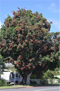 APII jpeg image of Syzygium luehmannii  © contact APII