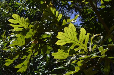 APII jpeg image of Athertonia diversifolia  © contact APII