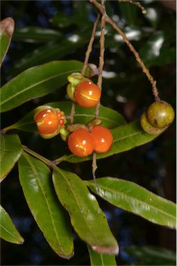 APII jpeg image of Cupaniopsis baileyana  © contact APII