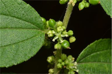 APII jpeg image of Trema tomentosa var. aspera  © contact APII