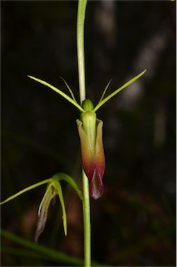 APII jpeg image of Cryptostylis subulata  © contact APII