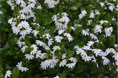 APII jpeg image of Scaevola aemula  © contact APII