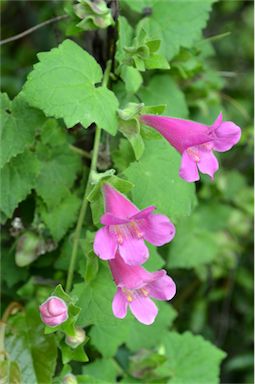 APII jpeg image of Lophospermum erubescens  © contact APII