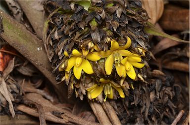 APII jpeg image of Molineria capitulata  © contact APII