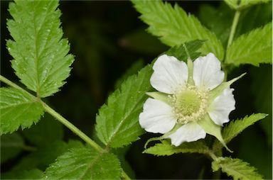 APII jpeg image of Rubus rosifolius var. rosifolius  © contact APII