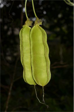 APII jpeg image of Mucuna gigantea subsp. gigantea  © contact APII