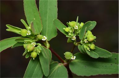 APII jpeg image of Euphorbia hyssopifolia  © contact APII