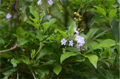 APII jpeg image of Duranta erecta  © contact APII