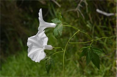 APII jpeg image of Ipomoea cairica  © contact APII