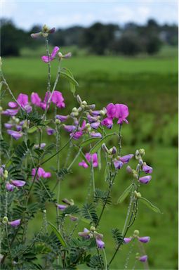 APII jpeg image of Tephrosia glomeruliflora  © contact APII