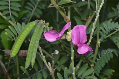 APII jpeg image of Tephrosia glomeruliflora  © contact APII