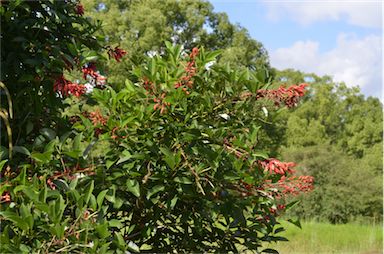 APII jpeg image of Erythrina crista-galli  © contact APII