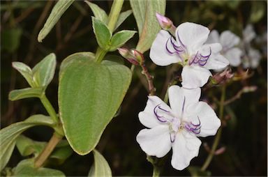 APII jpeg image of Tibouchina urvilleana  © contact APII