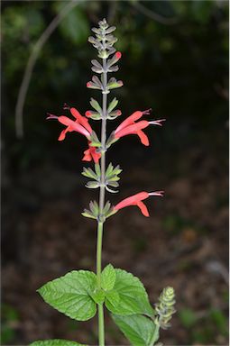 APII jpeg image of Salvia coccinea  © contact APII