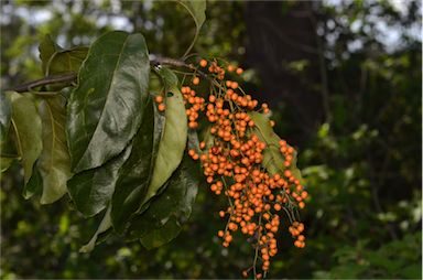 APII jpeg image of Ehretia acuminata  © contact APII