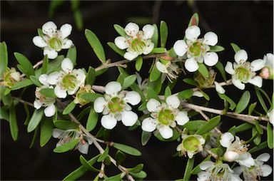 APII jpeg image of Leptospermum polygalifolium subsp. montanum  © contact APII