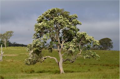 APII jpeg image of Angophora subvelutina  © contact APII