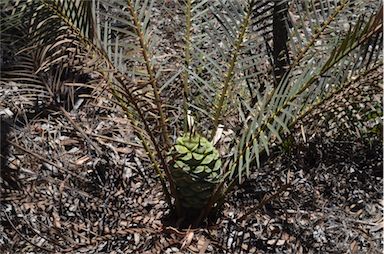 APII jpeg image of Macrozamia reducta  © contact APII