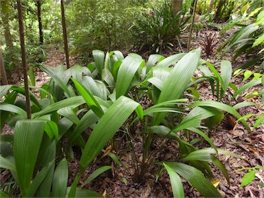 APII jpeg image of Molineria capitulata  © contact APII