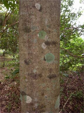 APII jpeg image of Castanospora alphandii  © contact APII