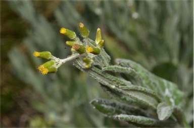 APII jpeg image of Senecio gunnii  © contact APII