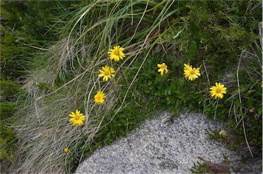 APII jpeg image of Senecio pectinatus var. major  © contact APII