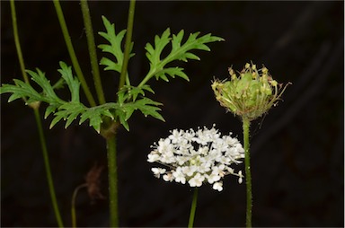 APII jpeg image of Trachymene composita var. composita  © contact APII