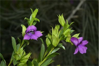 APII jpeg image of Eremophila willsii  © contact APII