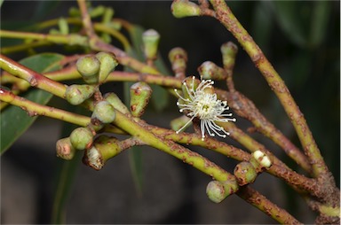 APII jpeg image of Eucalyptus glaucescens  © contact APII