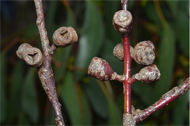 APII jpeg image of Eucalyptus glaucescens  © contact APII