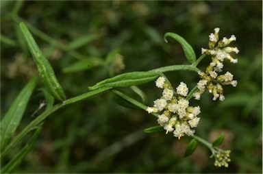 APII jpeg image of Ozothamnus vagans  © contact APII