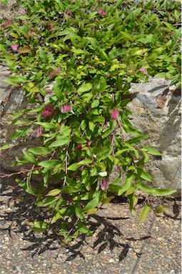 APII jpeg image of Grevillea 'Bush Carpet'  © contact APII